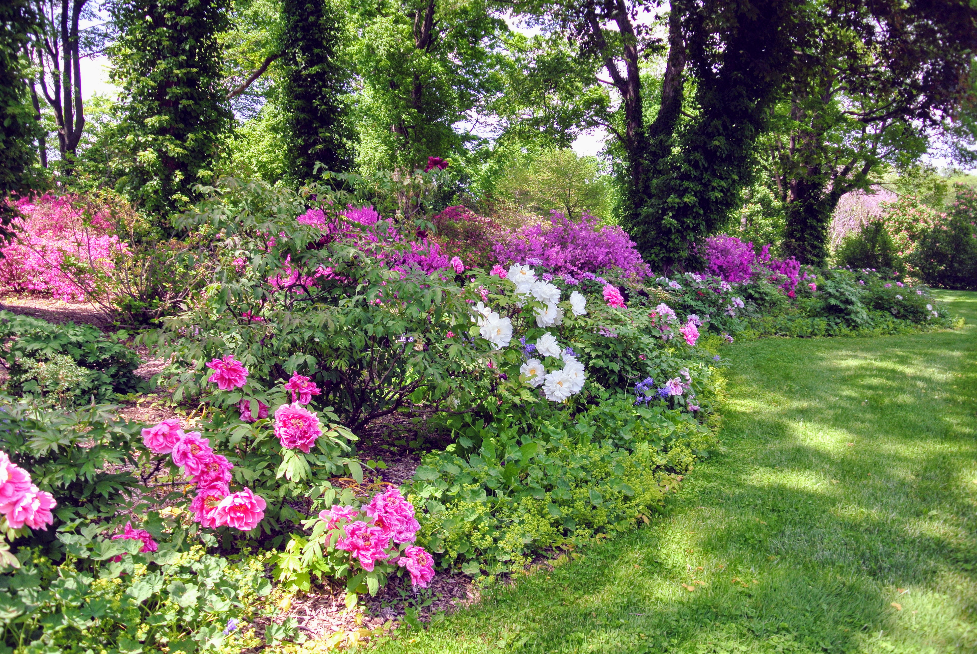 The Martha Stewart Blog Blog Archive My Blooming Tree Peonies
