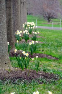 Daffodil bulbs should be planted where there is full sun or part shade. Most tolerate a range of soil types, but will grow best in moderate, well-drained soil.