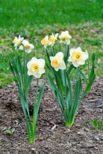 Van Engelen Inc., knew my passion for Narcissi, and named a daffodil variety after me a few years ago - Narcissus 'Martha Stewart'. I was so honored.