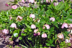 Hellebores are members of the Eurasian genus Helleborus - about 20 species of evergreen perennial flowering plants in the family Ranunculaceae. They blossom during late winter and early spring for up to three months.