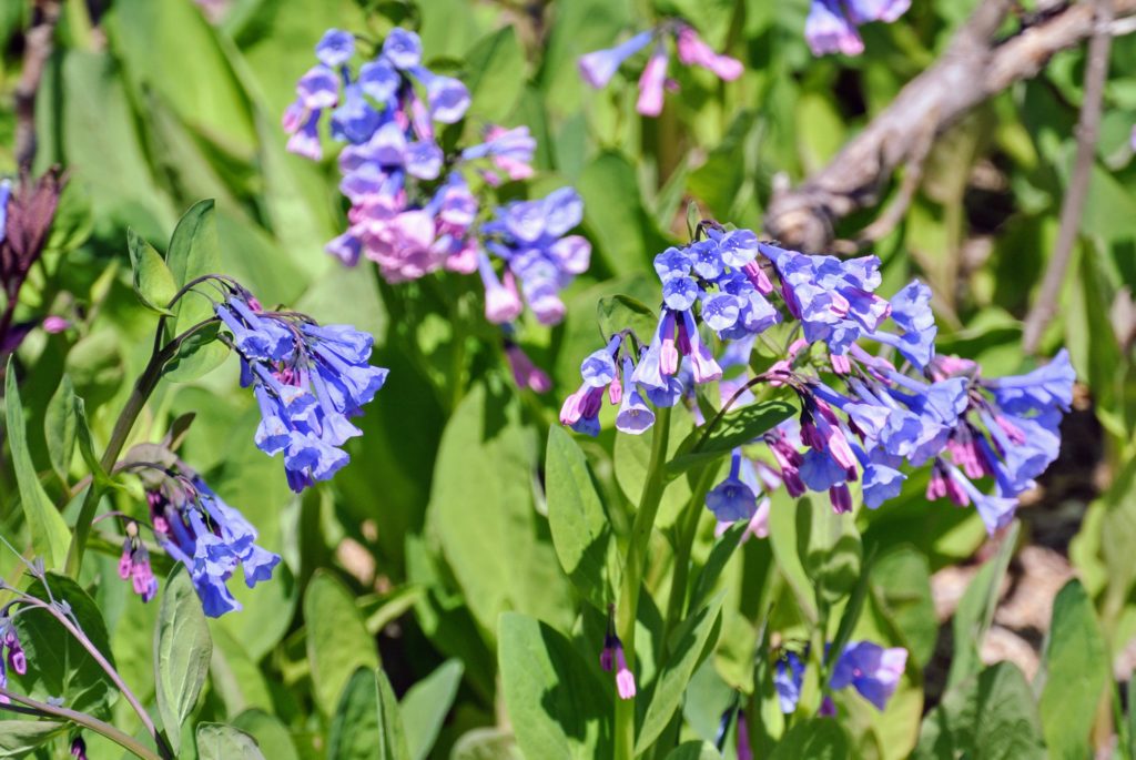 Early May Flowers Blooming at My Farm The Martha Stewart Blog
