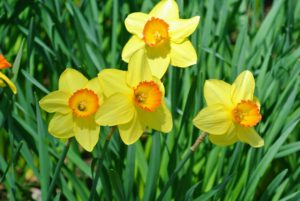 Narcissus naturalize very easily. Lift and divide overcrowded clumps in late June or July. I take stock of my daffodils every year to see what is growing well and what is not, so I can learn what to remove, where to add more, and what to plant next.