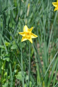 This daffodil is also smaller in size with an almost star like shape.
