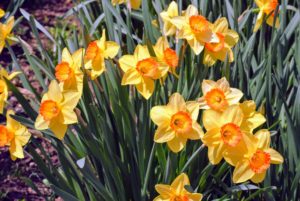 After daffodils bloom in the spring, allow the plants to continue growing until they die off on their own. They need the time after blooming to store energy in their bulbs for next year.