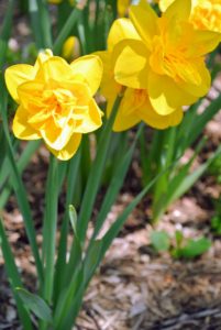 There are more daffodil varieties in the tree pits across the carriage road. These double yellow blooms were planted last fall.