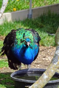 Peafowl are very smart, docile and adaptable birds. They are also quite clever and will come close to all who visit - hoping to get a treat or two.