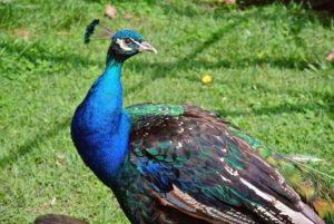 Peafowl are beautiful birds, but do not underestimate their power – they are extremely strong with very sharp spurs.