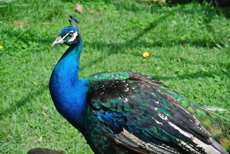 New Perches for My Peafowl - The Martha Stewart Blog