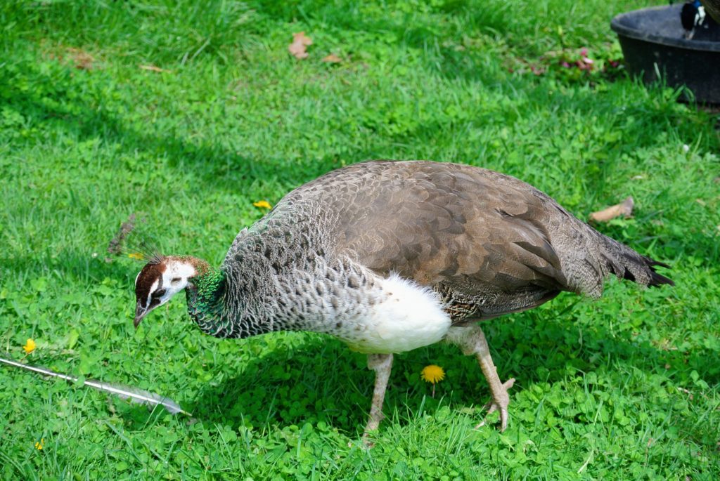 New Perches for My Peafowl - The Martha Stewart Blog