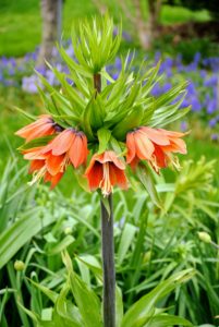 Also known as crown imperealis, Fritillaria imperialis produces whorls of large bell-shaped orange, red or yellow flowers, set beneath a crown of leafy bracts on stems up to four-feet tall.