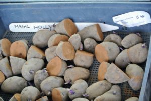 Magic Molly is an Alaskan bred potato variety that produces large fingerling shaped tubers. Its excellent earthy flavor and waxy texture are enhanced when barbecued, bringing out the warm woodsy smoke flavor.