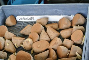 Ryan makes sure every potato is coated. Defender potatoes are late season potatoes suitable for frying and excellent as a fresh market baker.