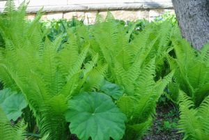 Here are more ostrich ferns surrounding an astilboides with its huge, bright green leaves.