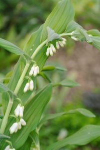 Solomon's Seal is a hardy perennial native to the eastern United States and southern Canada. These plants produce dangling white flowers, which turn to dark blue berries later in the summer.