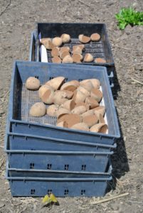 All the potatoes are laid out in front of the beds in which they’ll be planted. The potato is a starchy, tuberous crop from the perennial nightshade Solanum tuberosum.