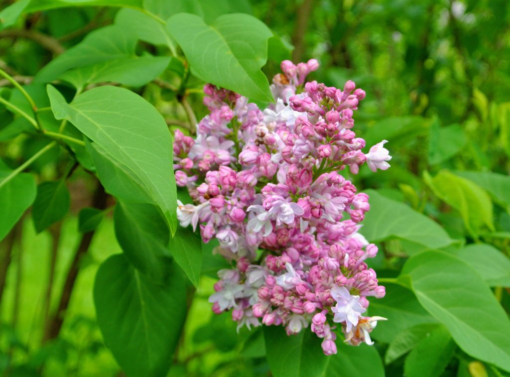 My Allee of Fragrant Lilacs - The Martha Stewart Blog