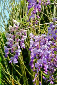 Wisterias flower best and grow most vigorously where they receive ample sunshine - at least six-hours a day. They thrive in any type of soil, as long as it is well drained.