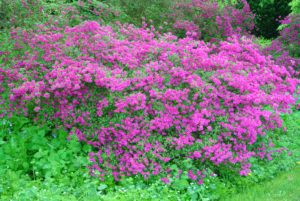 Many factors influence the quantity of azalea blooms. If an azalea fails to bloom, it could be lack of moisture during late spring and summer; less than three hours of sun per day; or, poor plant nutrition, which could reduce the number of buds.