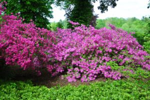 Many azaleas have two to three inch flowers and range in a variety of colors from pink to white to purple, red, orange and yellow.