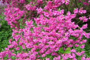 Azaleas are generally healthy, easy to grow plants. Some azaleas bloom as early as March, but most bloom in April and May with blossoms lasting several weeks.