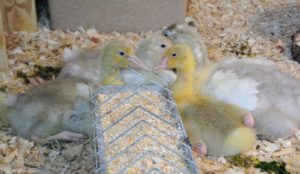 Inside the coop are these beautiful Sebastopol goslings.