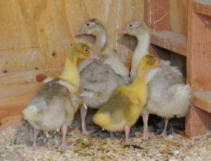 These goslings have only been here for a week, so they're still a bit timid and run to the corner when the door to the coop is opened.