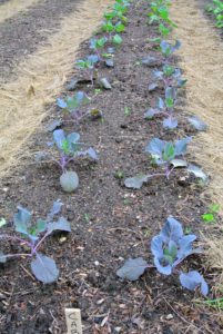 The planting season for cabbage is quite long. Early cabbage should be transplanted as soon as possible so that it can mature before the summertime heat. Red, or purple, cabbage is often used raw for salads and coleslaw. It contains 10-times more vitamin-A and twice as much iron as green cabbage.