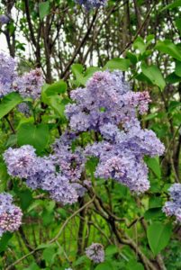 ‘Wedgwood Blue,’ as its name implies, has fragrant flowers in hues resembling blue Wedgwood on spreading shrubs that reach six-feet tall.