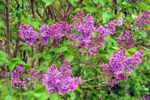 And ‘Adelaide Dunbar’ is a disease-resistant common lilac, with spikes of sweet-scented, double, purple flowers.
