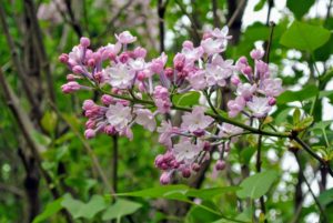 Most lilacs thrive in hardiness zones 3 through 7, in cooler climates with chilling periods. Lilacs are typically clump forming, producing new shoots from the base of the trunk, which can be used for propagating.