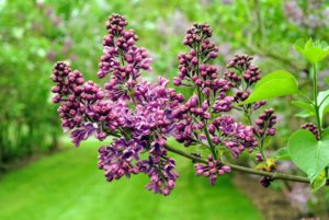 Regular weed pulling around lilacs will reduce any competition for water and nutrients.