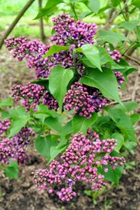 The bold lilac colors look so pretty against the deep green foliage.