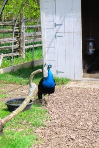 Because most of my peacocks and peahens have been raised here at the farm, they’re all accustomed to the various noises – they are very curious animals. It did not take long before this male came out of the coop to see what was happening.