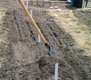 After Ryan plants several beds, he goes over the bed with the back of a rake to ensure all the seeds are covered and the beds are tidy.