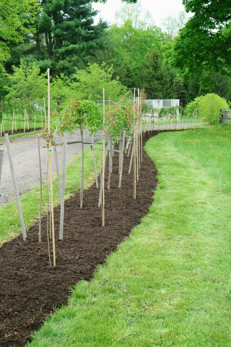 An Allee of Flowering Trees at My Farm - The Martha Stewart Blog