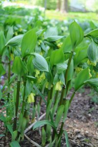 This is Disporum flavum, or Korean Fairy Bells. These are wonderful for shade or woodland gardens. They form large, yellow bell flowers in spring and blue berries in summer.