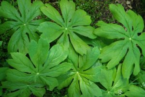 Podophyllum peltatum is commonly known as mayapple, American mandrake, wild mandrake and ground lemon. Mayapples are woodland plants, typically growing in colonies from a single root.