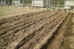 Here are the nine trenches ready for planting. Potatoes can be planted in cooler soils at least 40-degrees Fahrenheit. They do best as rotation crops, and should be placed away from where potatoes, tomatoes or peppers were grown in the last two-years.