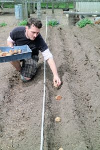 Ryan starts placing the potatoes in the trenches. Potatoes perform best in soil with pH levels 4.8 to 5.5. Potatoes are easy to grow as long as they have access to full sun and moderate temperatures.