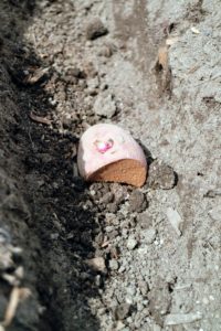 The seed potato pieces are placed in the trench with eyes faced up. When selecting seed potatoes, avoid planting those from supermarkets in case they were treated by sprout inhibitors.
