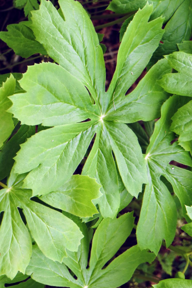 My Growing Stewartia Garden - The Martha Stewart Blog