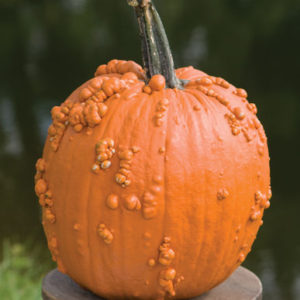 'Knuckle Head' pumpkins are unusual, orange, and warted. They are spectacular for Halloween. (Photo from Johnny's Selected Seeds)