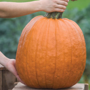 'Wolf' pumpkins have massive handles and can weigh up to 24-pounds. They are distinctive, round pumpkins with a deep orange color and moderate ribs. (Photo from Johnny's Selected Seeds)