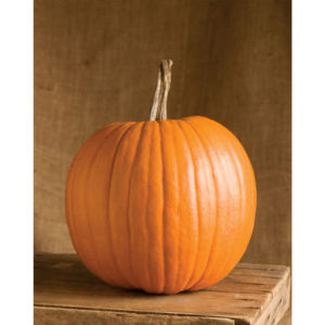 Some of the pumpkins we are planting here include 'Rival'. 'Rival' pumpkins are big, round, medium-sized jack-o'-lanterns with intermediate resistance to powdery mildew. (Photo from Johnny's Selected Seeds)