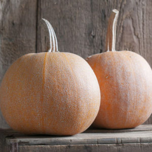 'Winter Luxury' pumpkins have a silky textured flesh that's perfect for pies. This small pumpkin also has a unique, netted skin that makes it not only a gorgeous ornamental, but tasty too. (Photo from Johnny's Selected Seeds)