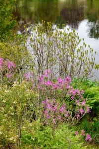 Rhododendron canadense, Rhodora, is a native of northeastern North America, It s a deciduous flowering shrub that produces pinkish-purple flowers in clusters of two to six together.