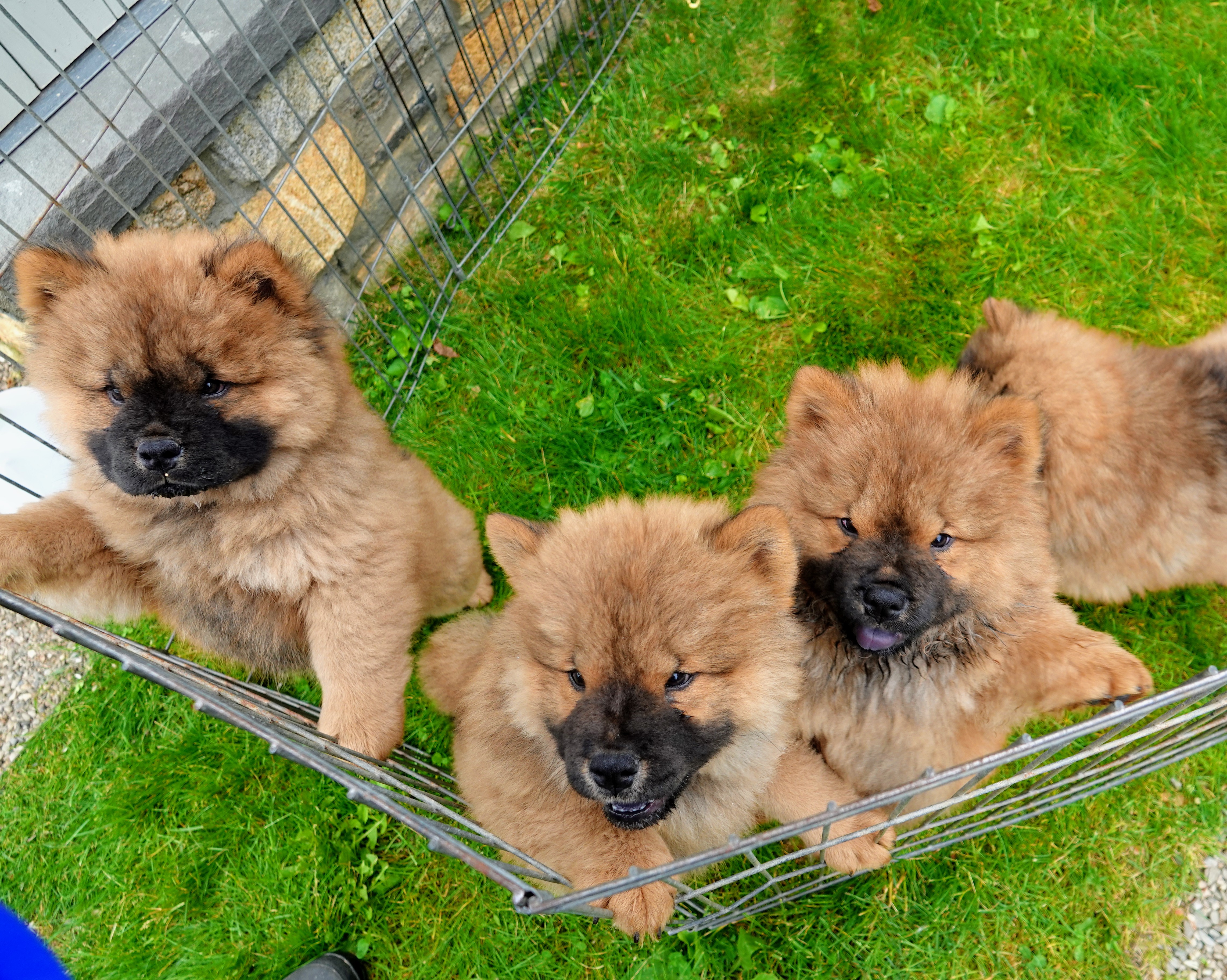 A Chow Chow Puppy at the Farm The Martha Stewart Blog