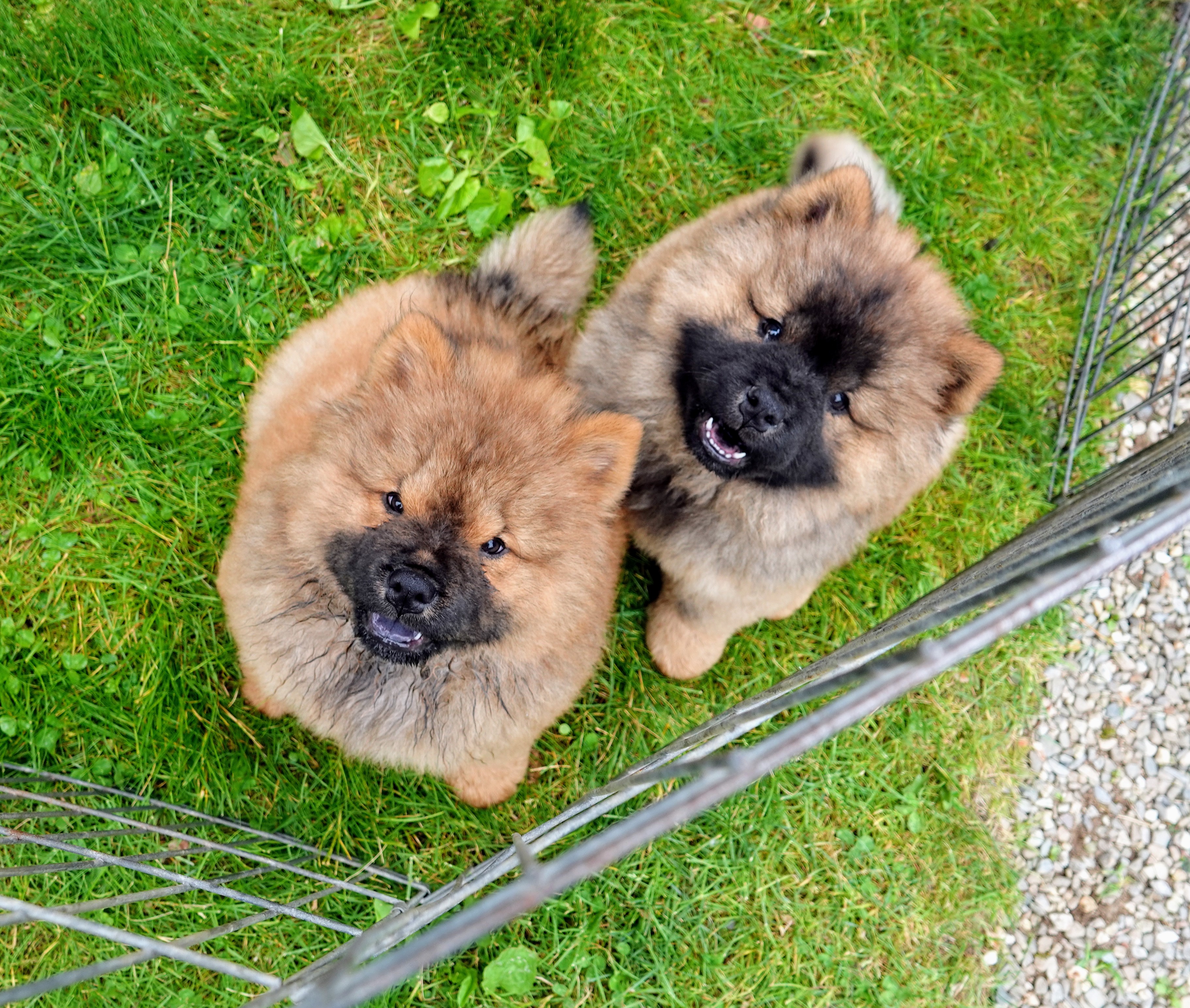 all black chow chow