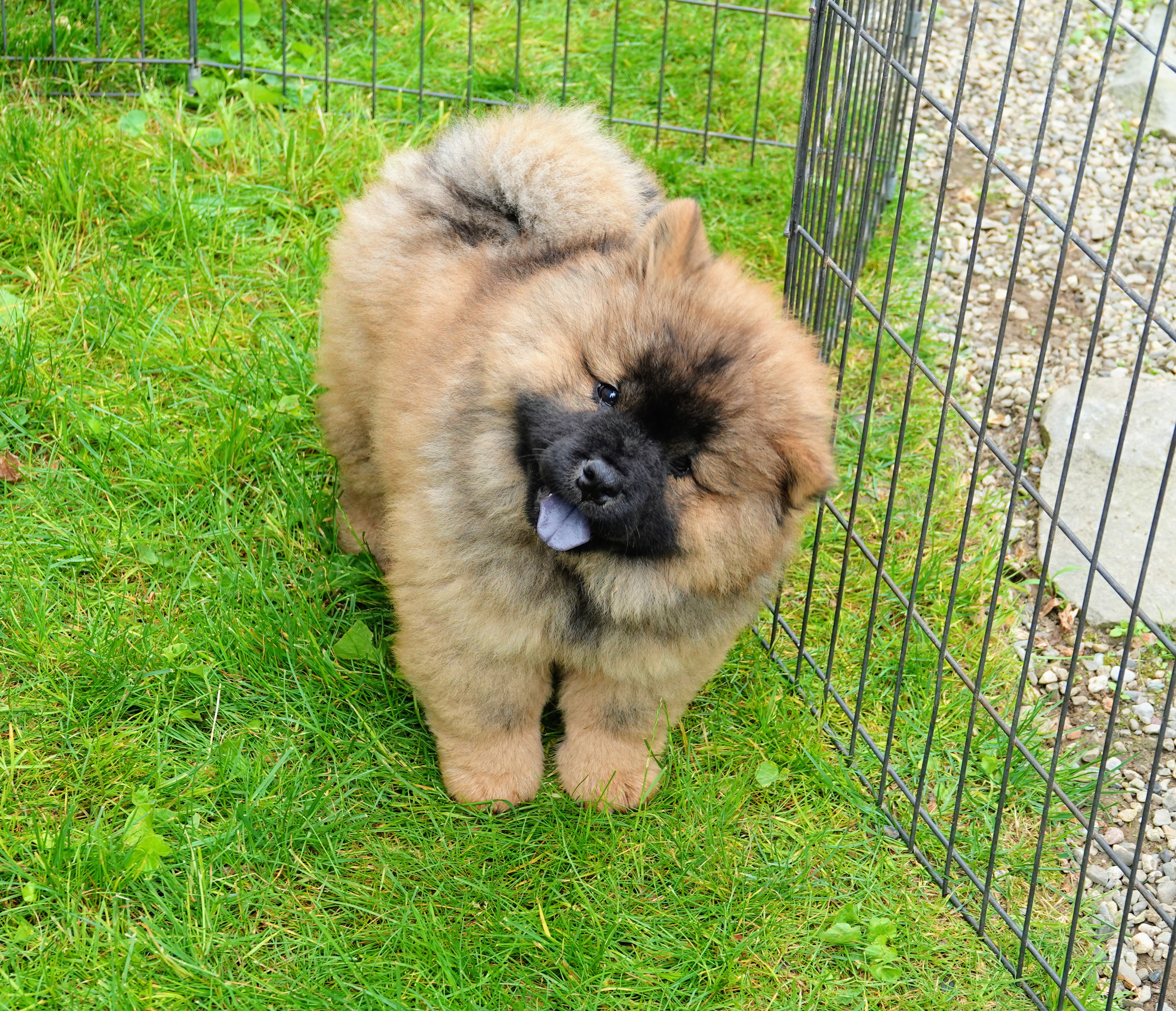 black chow chow puppy