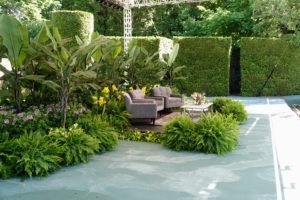 Here is the stage set and decorated with Boston ferns, Musa ‘Thai Black’, and Canna ‘Toucan Yellow’. Surrounding the stage is a hedge of meticulously clipped arborvitae.